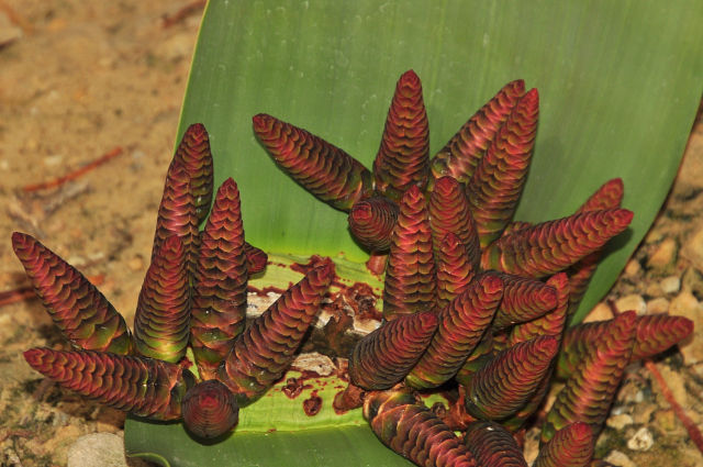 Welwitschia mirabilis - welwitschie podivná