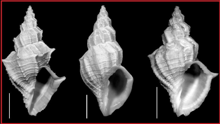 Sveltia lyrata