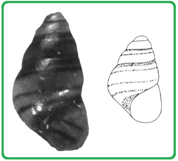 Eatonina cossurae