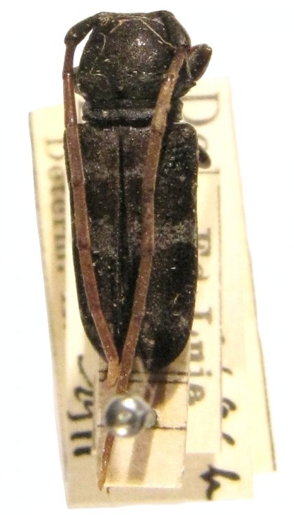 Nyctopais jordani