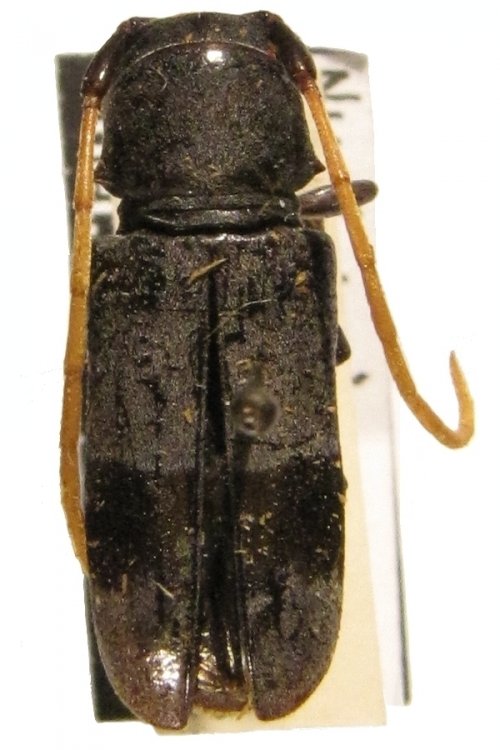 Nyctopais jordani var. macularis