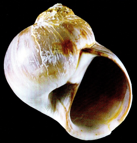 Euspira massieri
