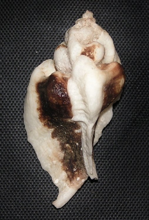 Jaton decussatus