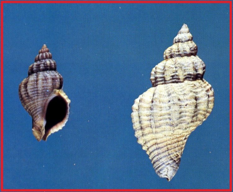 Urosalpinx cinerea