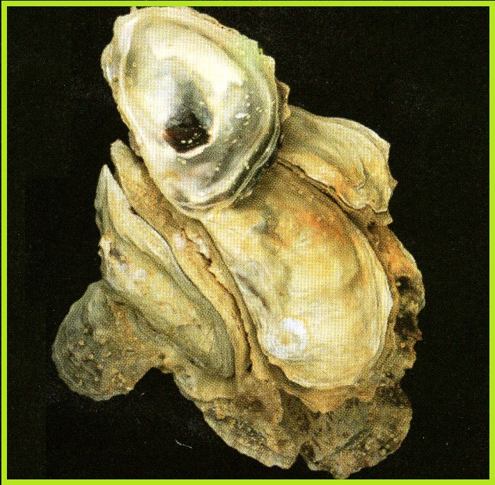 Crassostrea virginica - American Cupped Oyster