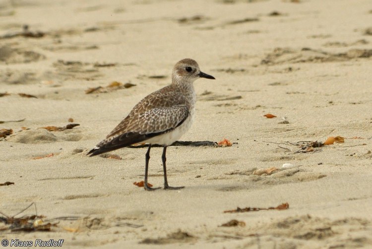 Pluvialis dominica - American Golden Plover