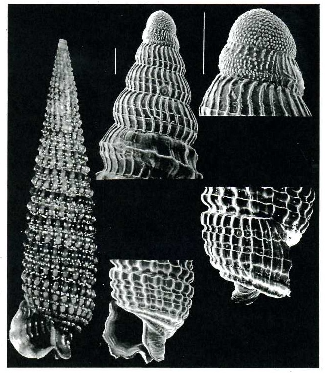 Similiphora similior