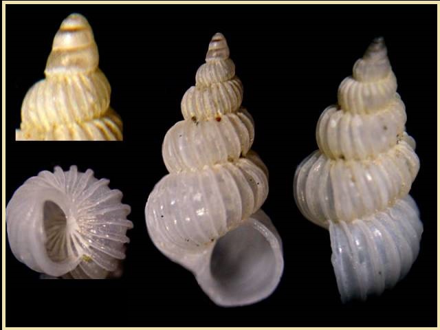 Epitonium clathratulum