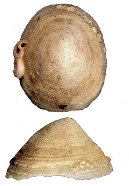 Lepeta kuragiensis