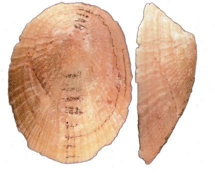Iothia fulva