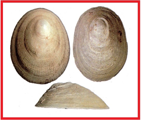 Lepeta caeca