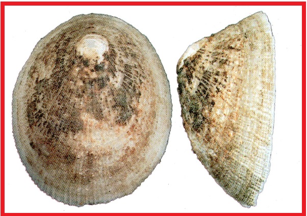 Limalepeta lima