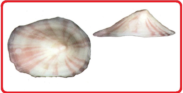 Erginus sybariticus
