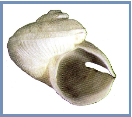 Anatoma crispata