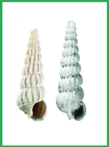 Eumetula arctica