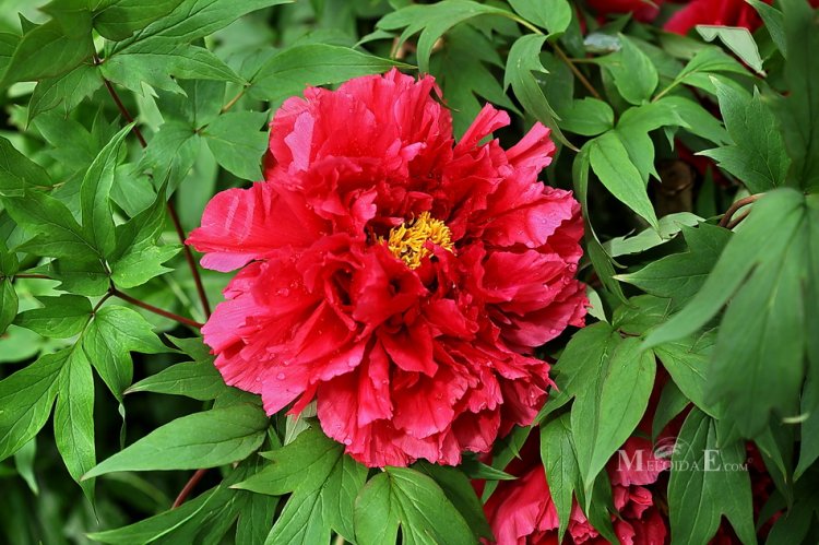 Paeonia × suffruticosa - Moutan Peony