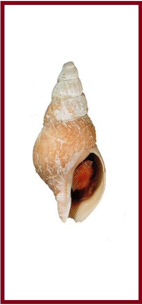 Anomalisipho verkruezeni