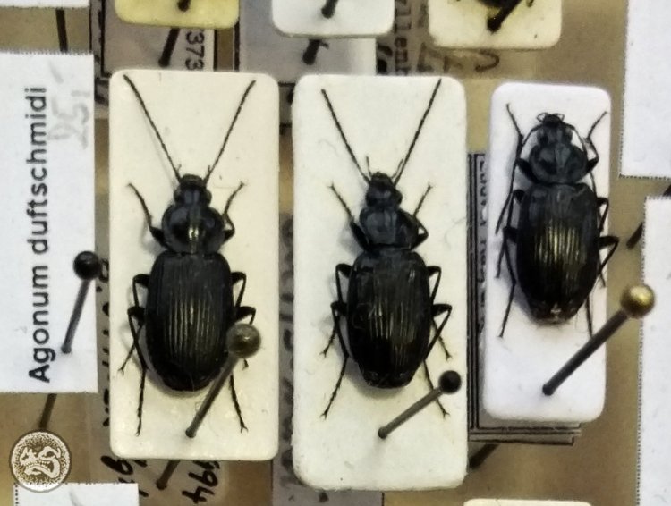 Agonum duftschmidi