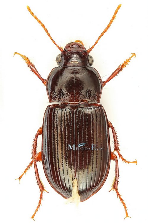 Amara apricaria