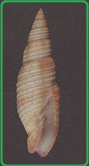 Domiporta carnicolor
