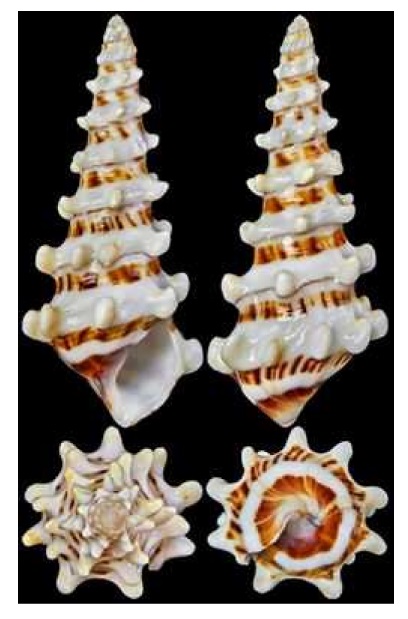 Pachymelania aurita - piskořka ozubená