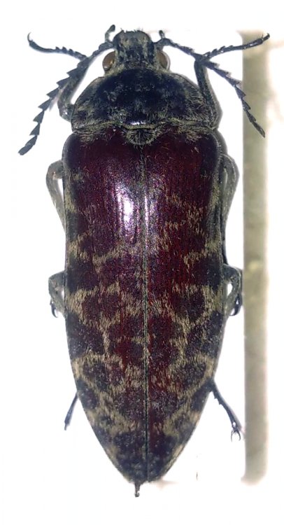 Eulichas