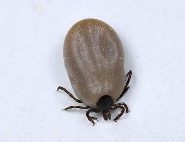 Ixodes ricinus - klíště obecné
