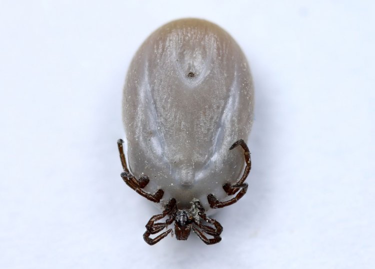 Ixodes ricinus - klíště obecné