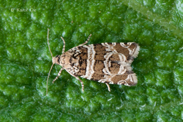 Syricoris rivulana - obaleč luční