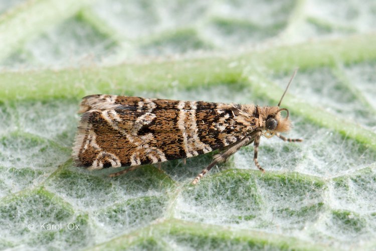 Syricoris rivulana - obaleč luční