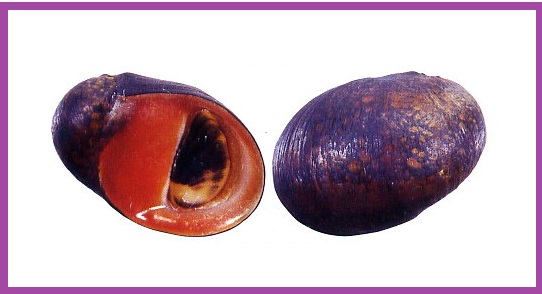 Neritina asperulata