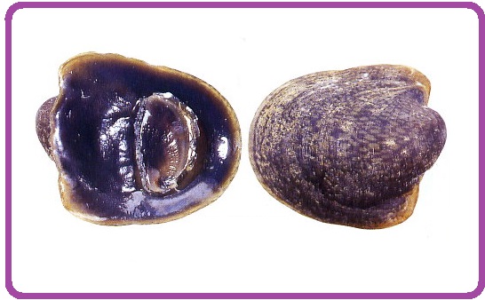 Neripteron auriculatum