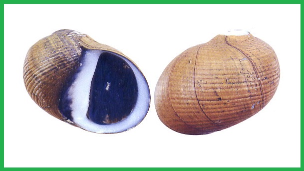 Neritodryas subsulcata