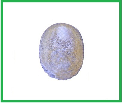 Zacalantica unguiformis