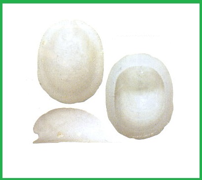 Plesiothyreus newtoni
