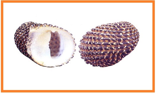 Nerita exuvia