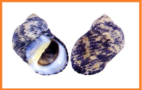 Nerita tristis