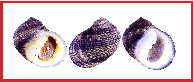Nerita striata