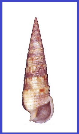 Rhinoclavis pilsbryi