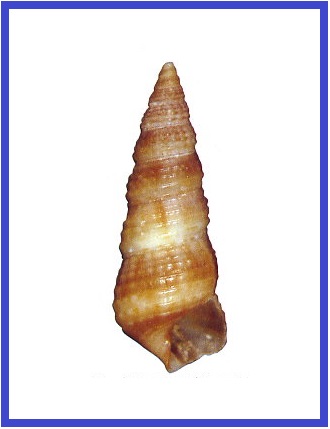 Bittium batillarium