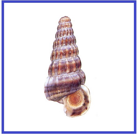 Cerithidea ornata