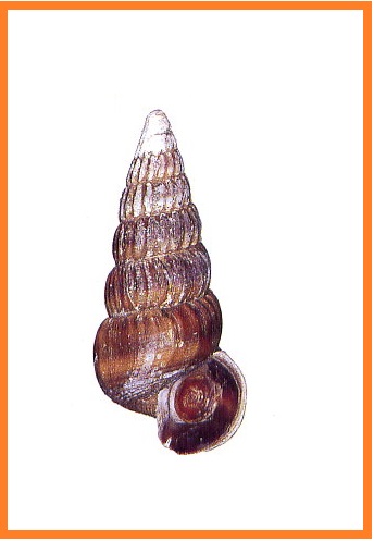 Cerithideopsis largillierti