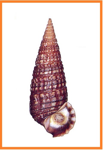 Cerithidea djadjariensis