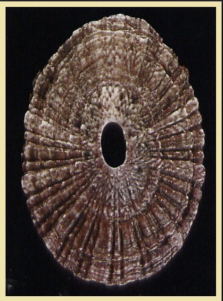 Medusafissurella chemnitzii