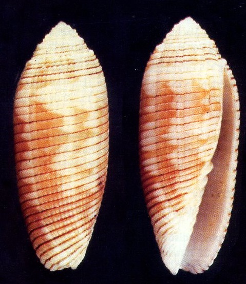 Pterygia crenulata - čepicovka zoubkovaná