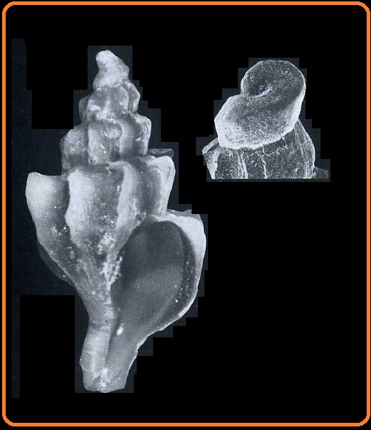 Boreotrophon clathratus