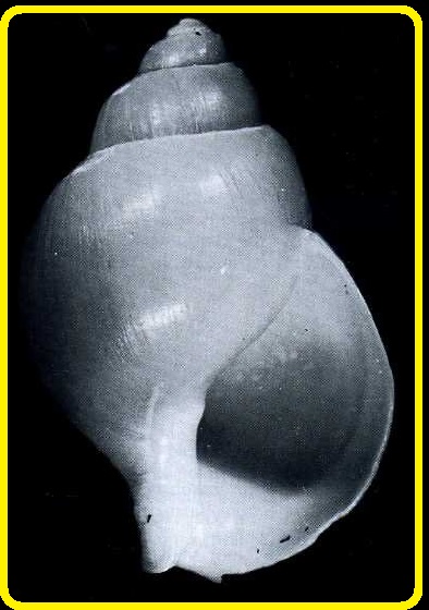 Liomesus ovum