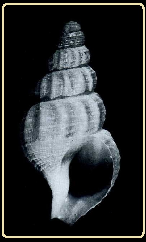 Turrisipho fenestratus