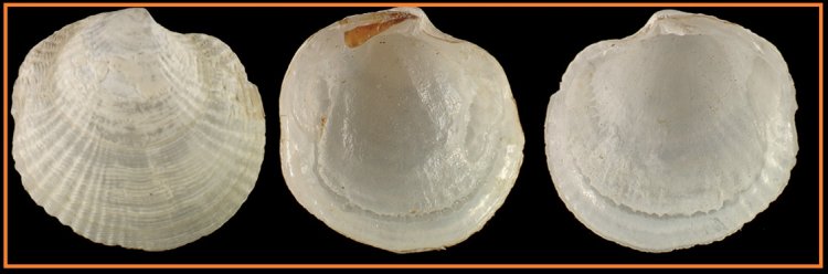 Rugalucina vietnamica