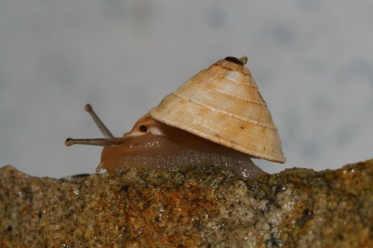 Trochoidea elegans - Elegant Helicellid